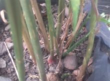Cara Mengetahui Tanaman Jahe siap panen