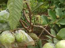 Jambu Kristal Hijau Berbuah Lebat