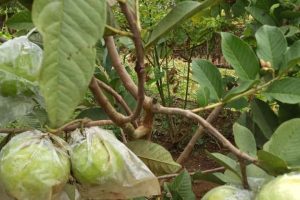 Jambu Kristal Hijau Berbuah Lebat