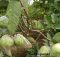 Jambu Kristal Hijau Berbuah Lebat